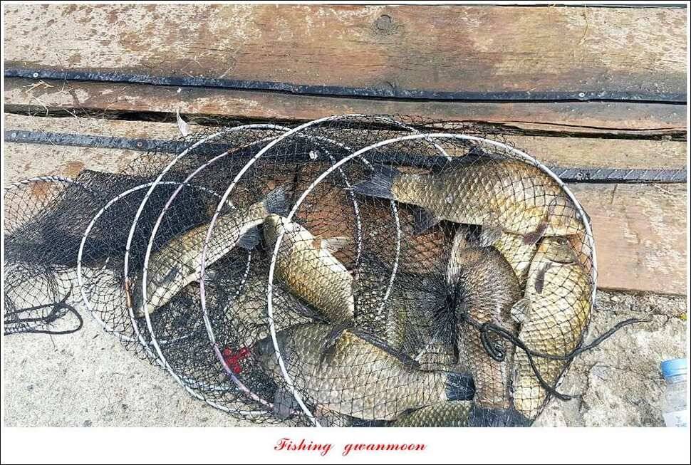 실리곡화곡지기타 조황 소식 (조황조행기 - 특파원조황)