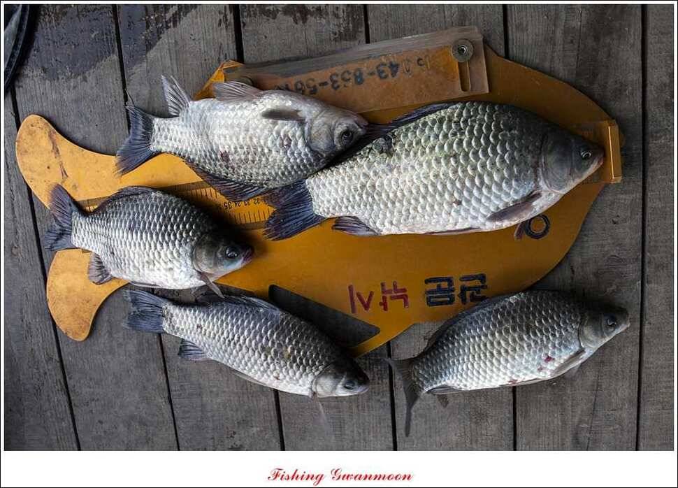 돌감실리곡짱가네병호 조황 (조황조행기 - 특파원조황)