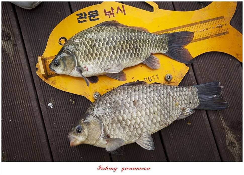 병호 사짜실리곡 사짜늘푸른 사짜 및 키로급 장어돌감 38 cm 및 마릿수 조황 (조황조행기 - 특파원조황)