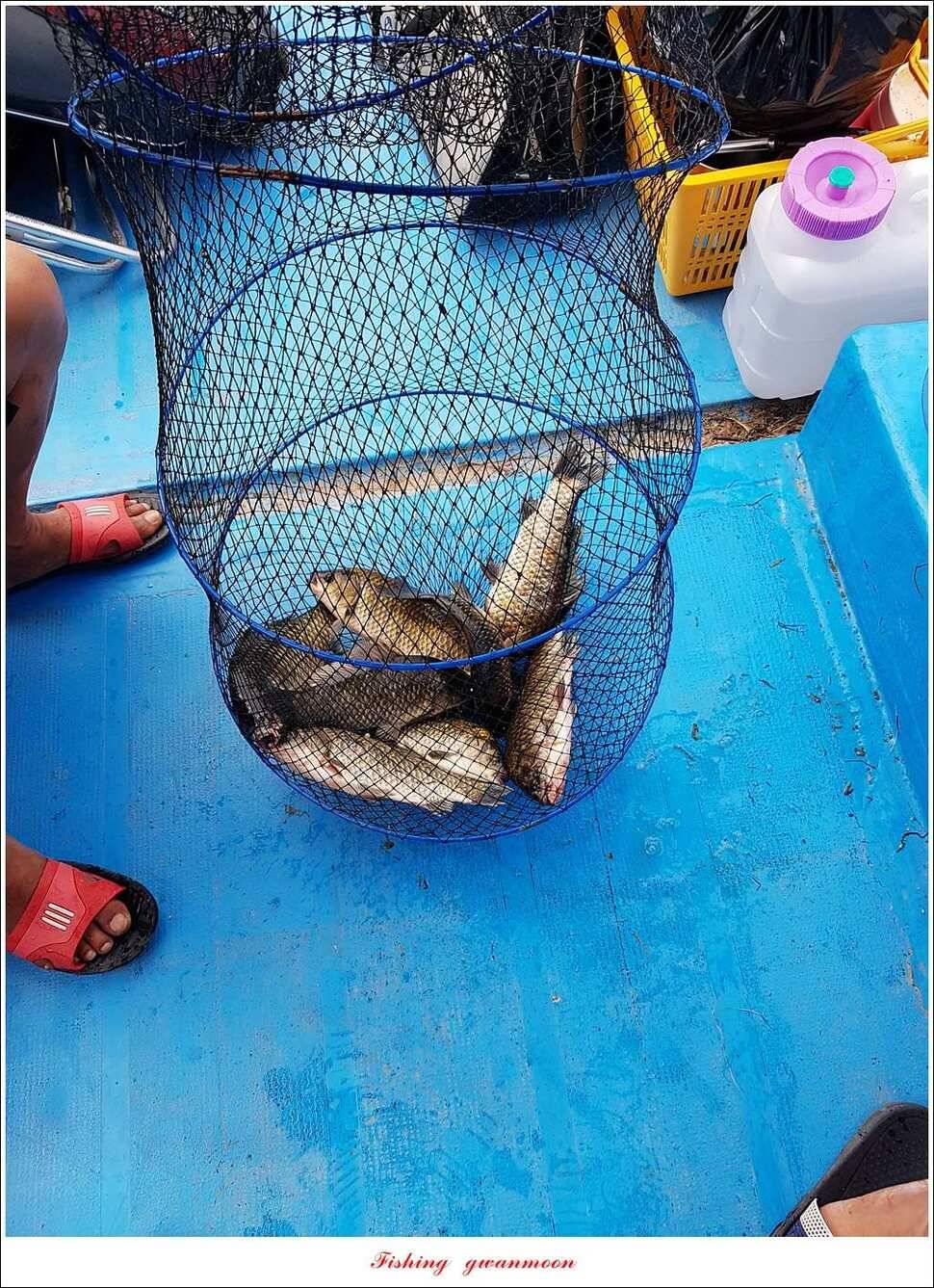 실리곡화곡지기타 조황 소식 (조황조행기 - 특파원조황)
