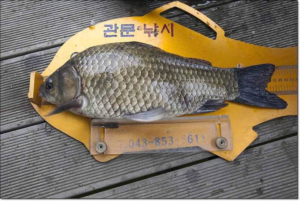 신매 435cm37cm병호 월척 대박 (조황조행기 - 특파원조황)