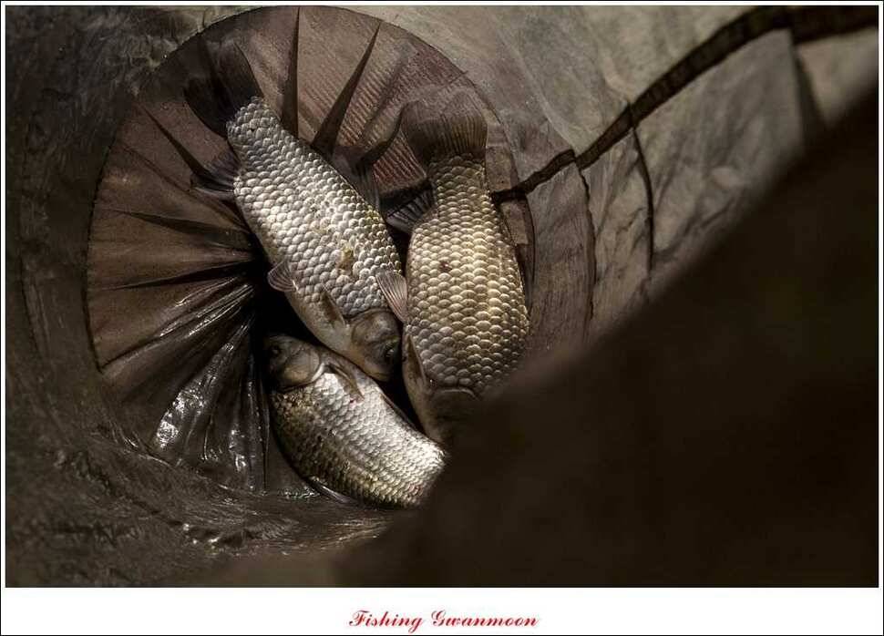 제일 36 cm 월척실리곡 마릿수 월척돌감한버들 월척 (조황조행기 - 특파원조황)