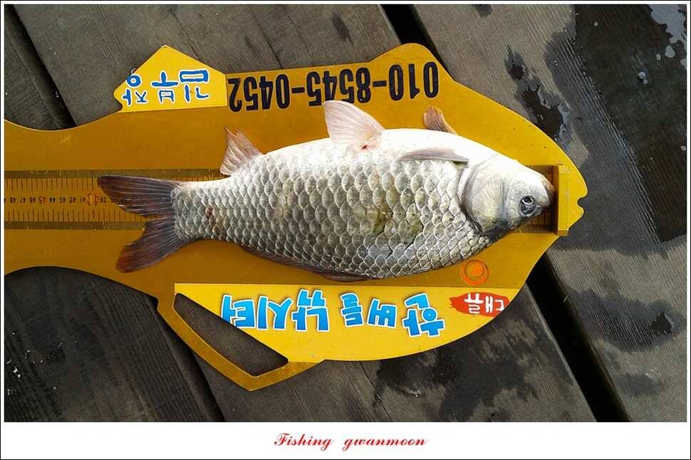신매실리곡한버들 월척 조황 (조황조행기 - 특파원조황)