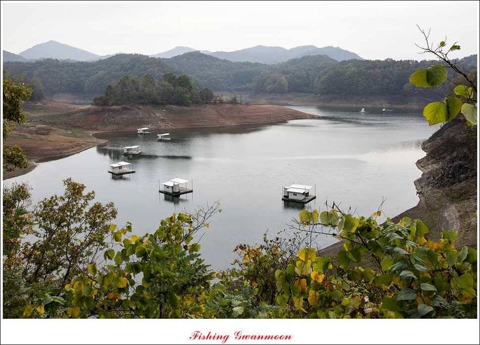 돌감한버들늘푸른 월척 조황 (조황조행기 - 특파원조황)