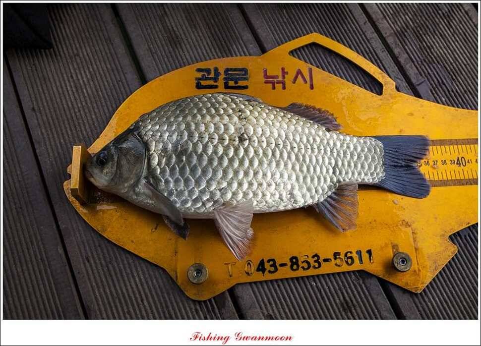짱가네 415 cm제일 37 cm신매병호돌감한버들 월척 조황 (조황조행기 - 특파원조황)