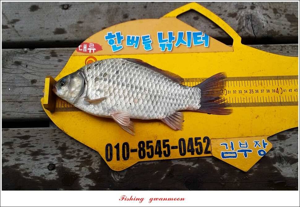 신매실리곡한버들 월척 조황 (조황조행기 - 특파원조황)