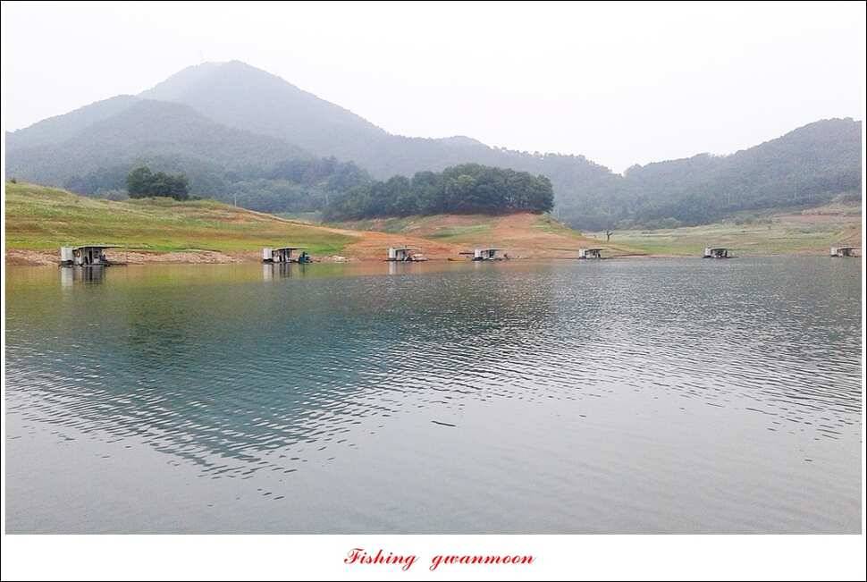 신매실리곡한버들 월척 조황 (조황조행기 - 특파원조황)