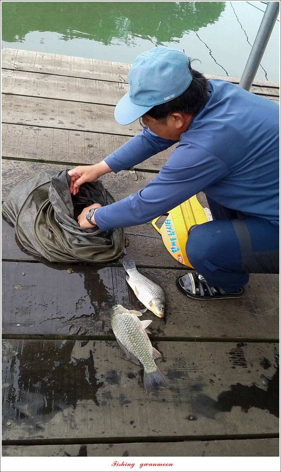 신매실리곡한버들 월척 조황 (조황조행기 - 특파원조황)