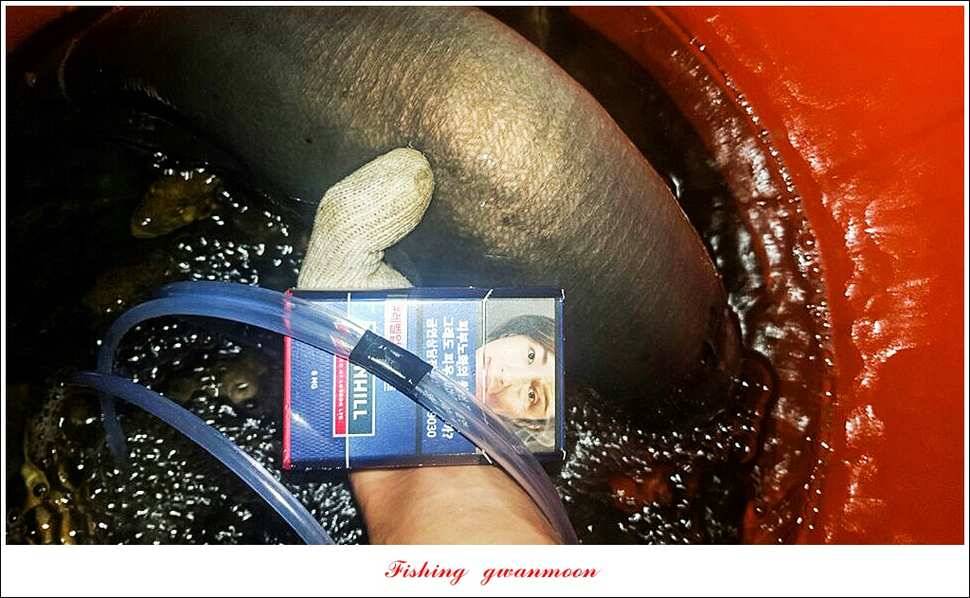 늘푸른돌감화곡지 월척 조황 (조황조행기 - 특파원조황)