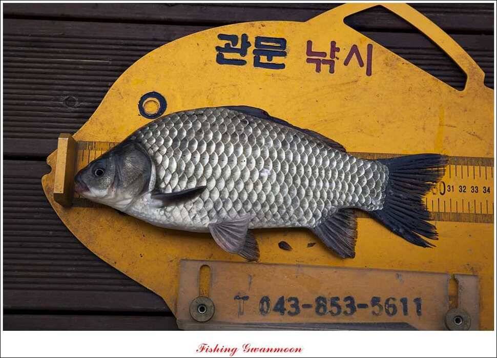 내사리 제일 37 cm윤 낚시터 월척 (조황조행기 - 특파원조황)