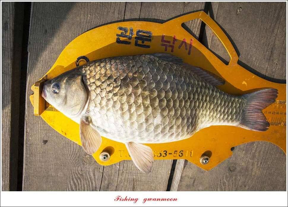 한버들 45 cm실리곡 마릿수 월척매전지화곡지괴강 월척 (조황조행기 - 특파원조황)