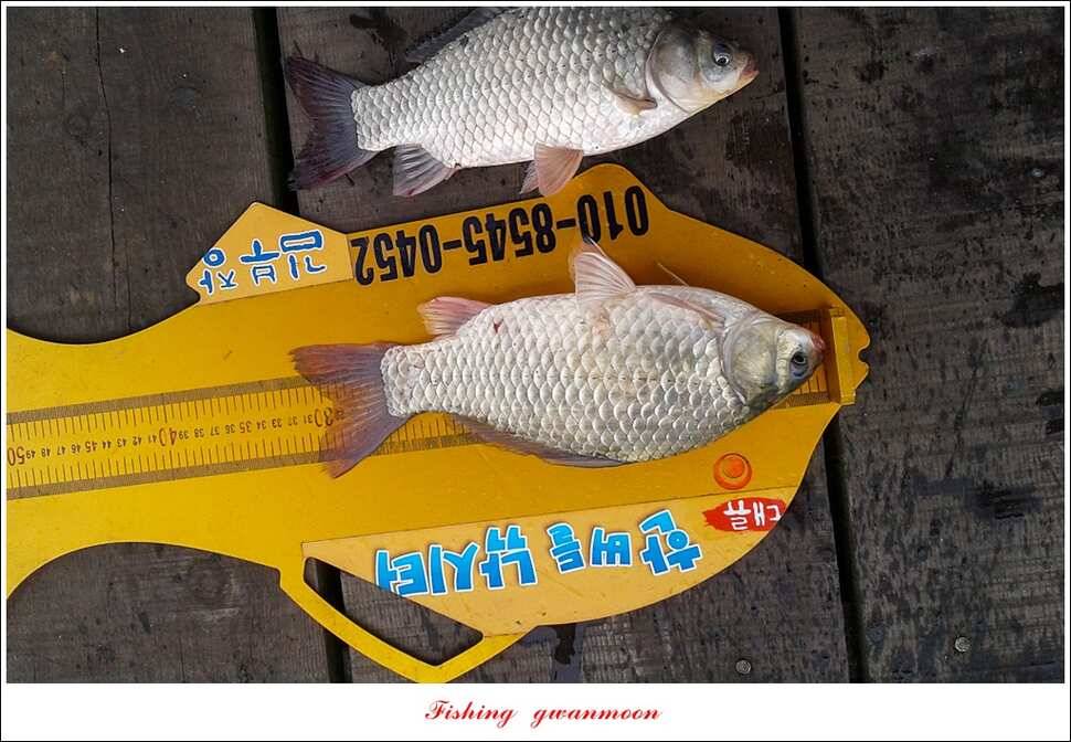 신매실리곡한버들 월척 조황 (조황조행기 - 특파원조황)
