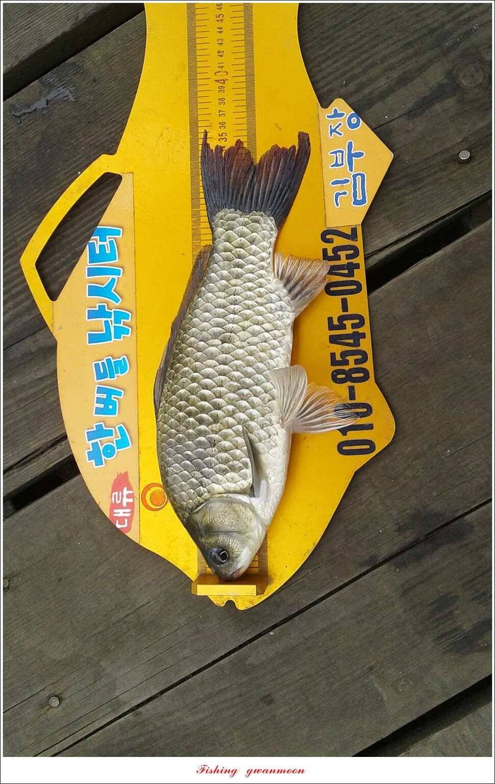 신매실리곡한버들 월척 조황 (조황조행기 - 특파원조황)
