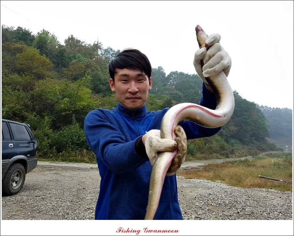 늘푸른 키로장어한버들실리곡짱가네 조황 소식 (조황조행기 - 특파원조황)