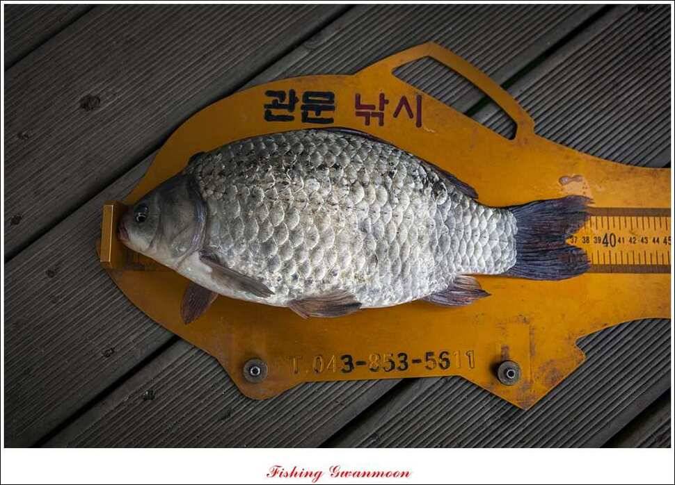 신매 385 cm실리곡 월척 (조황조행기 - 특파원조황)