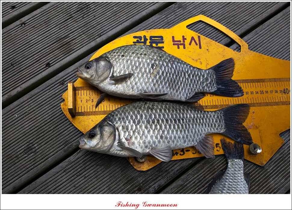 짱가네 415 cm제일 37 cm신매병호돌감한버들 월척 조황 (조황조행기 - 특파원조황)