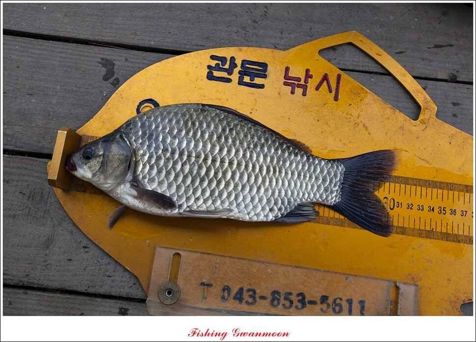 실리곡돌감병호 조황 (조황조행기 - 특파원조황)