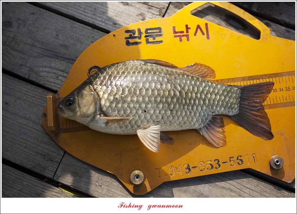 한버들 낚시대회실리곡 월척 (조황조행기 - 특파원조황)