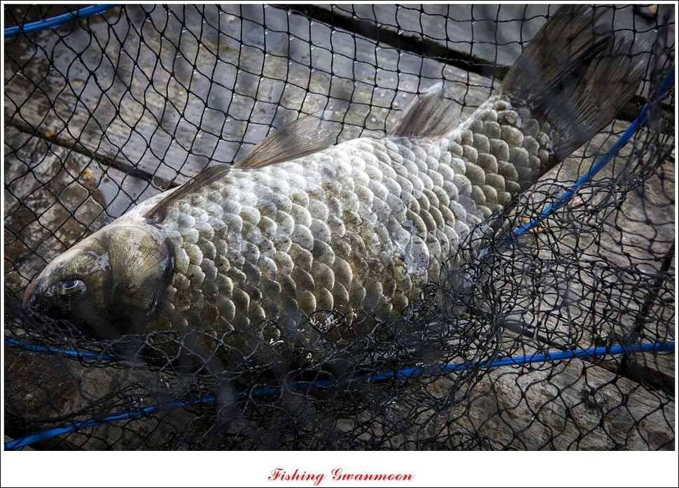 짱가네 415 cm제일 37 cm신매병호돌감한버들 월척 조황 (조황조행기 - 특파원조황)