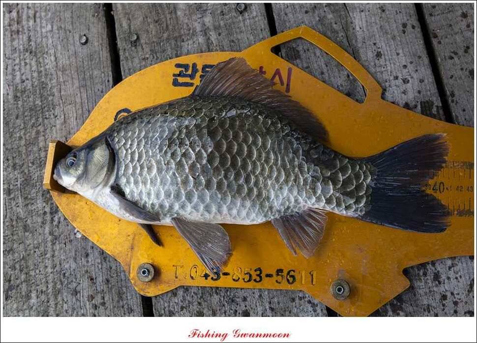 짱가네 415 cm제일 37 cm신매병호돌감한버들 월척 조황 (조황조행기 - 특파원조황)