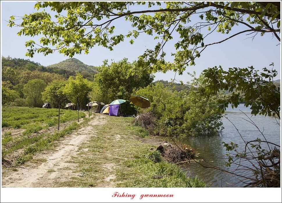 한버들 45 cm실리곡 마릿수 월척매전지화곡지괴강 월척 (조황조행기 - 특파원조황)
