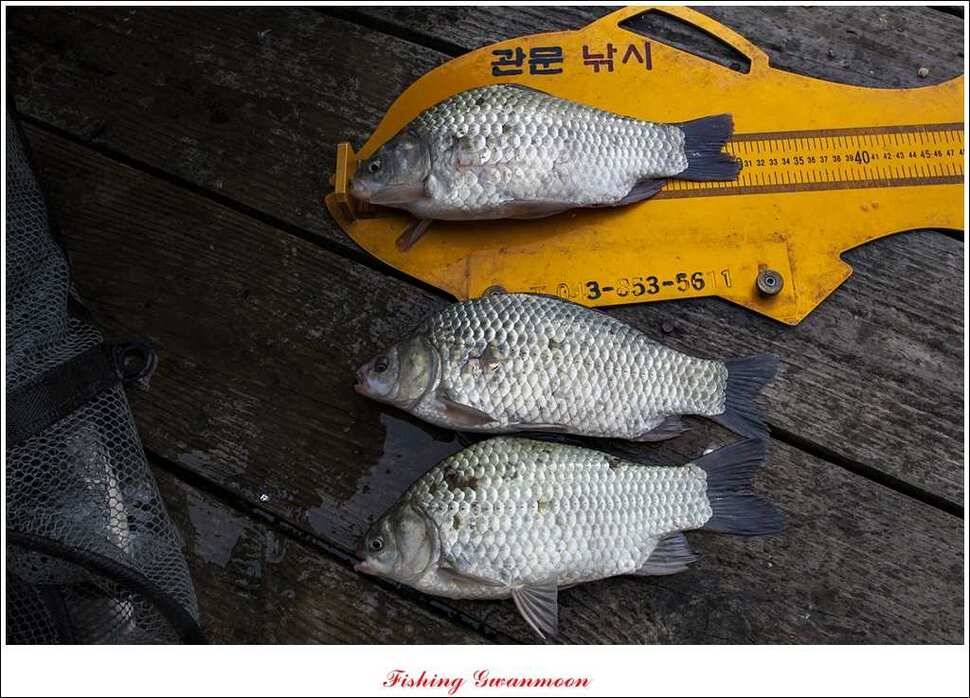 짱가네 415 cm제일 37 cm신매병호돌감한버들 월척 조황 (조황조행기 - 특파원조황)