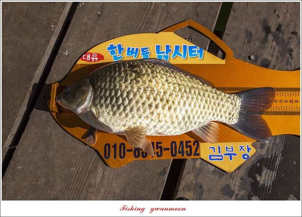 한버들 42 cm돌감 월척 조황 (조황조행기 - 특파원조황)