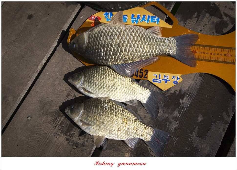 한버들 42 cm돌감 월척 조황 (조황조행기 - 특파원조황)