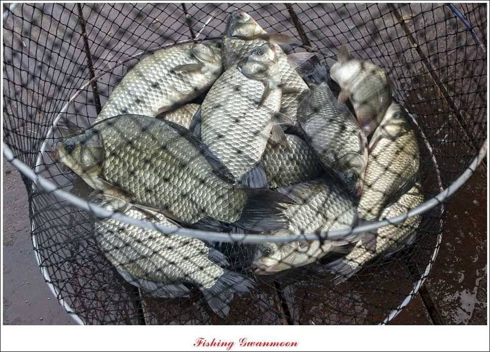 실리곡한버들달천강 조황 (조황조행기 - 특파원조황)