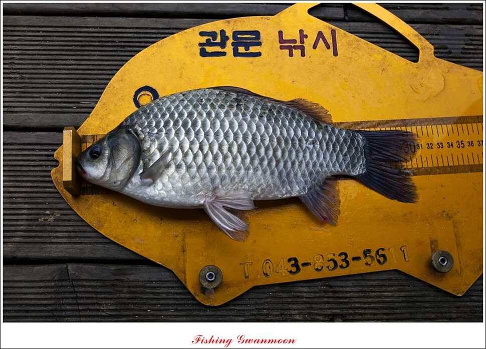 짱가네 415 cm제일 37 cm신매병호돌감한버들 월척 조황 (조황조행기 - 특파원조황)