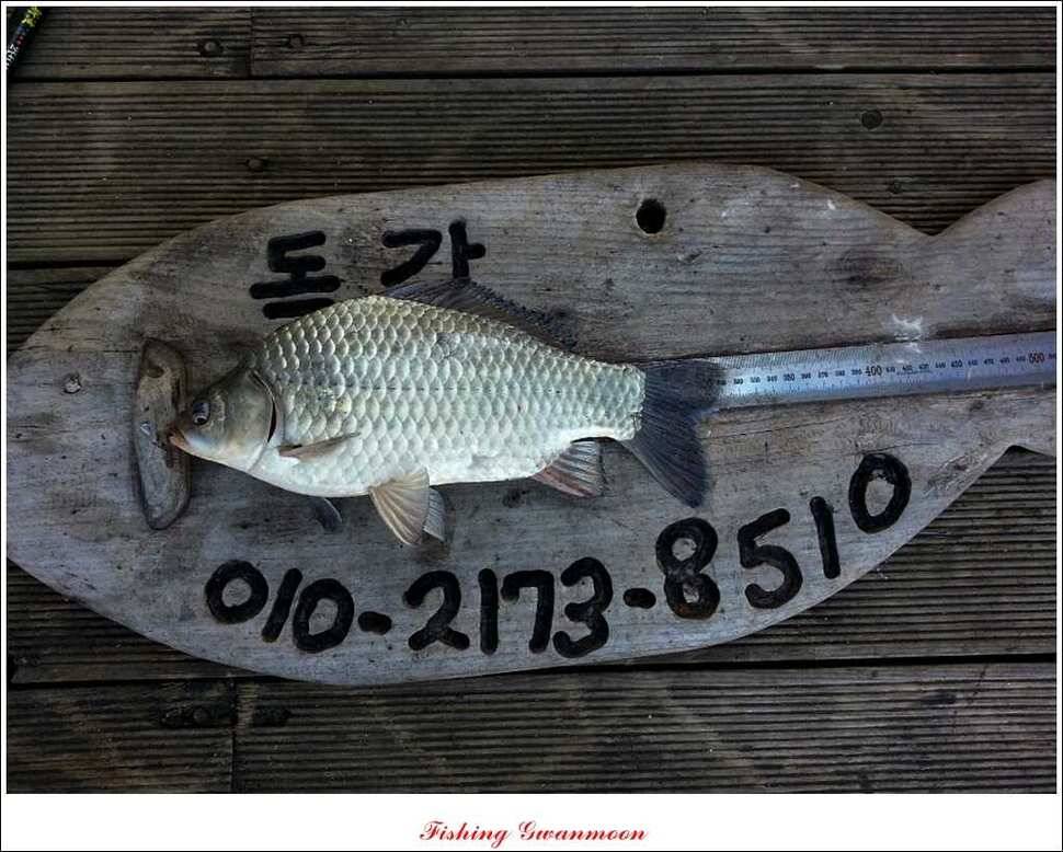 제일 36 cm 월척실리곡 마릿수 월척돌감한버들 월척 (조황조행기 - 특파원조황)