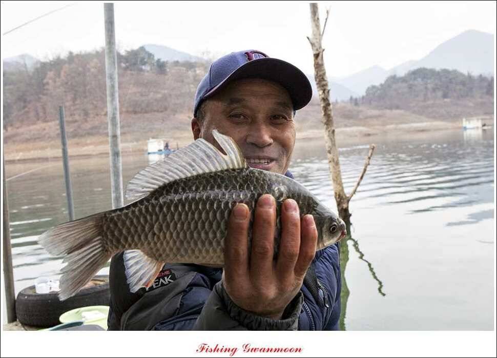 짱가네 415 cm제일 37 cm신매병호돌감한버들 월척 조황 (조황조행기 - 특파원조황)