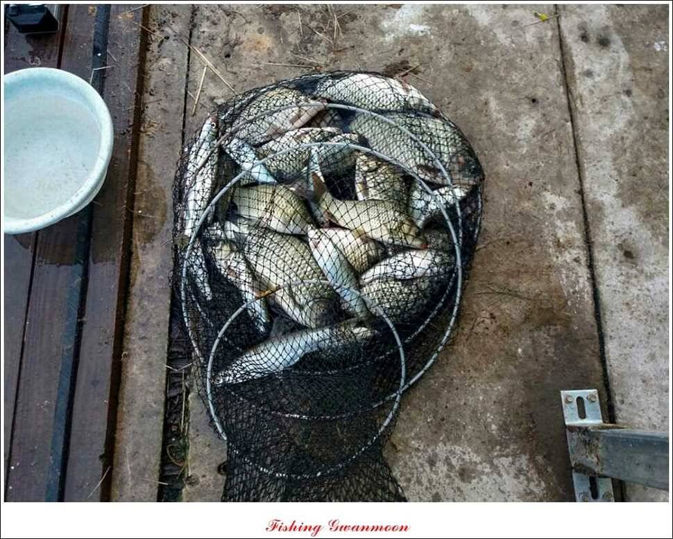 문골돌감실리곡화곡지 조황 (조황조행기 - 특파원조황)