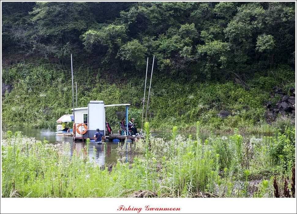 충주호 주말 조황 (조황조행기 - 특파원조황)