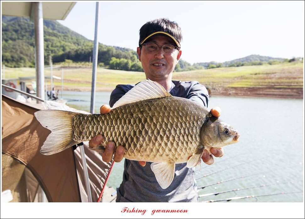 한버들 42 cm돌감 월척 조황 (조황조행기 - 특파원조황)