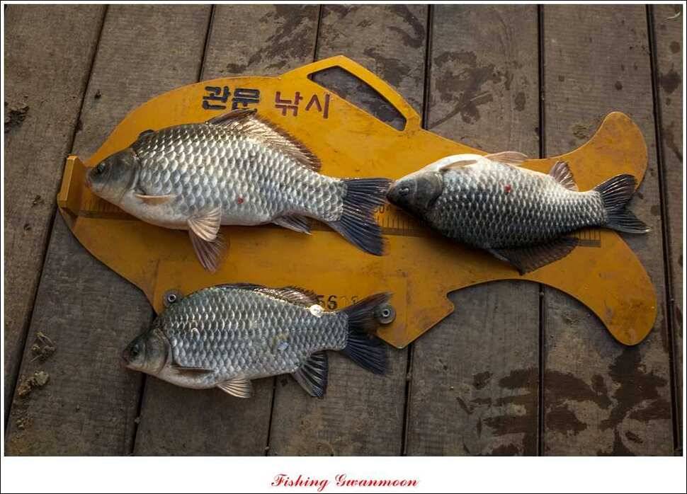 신매 385 cm실리곡 월척 (조황조행기 - 특파원조황)