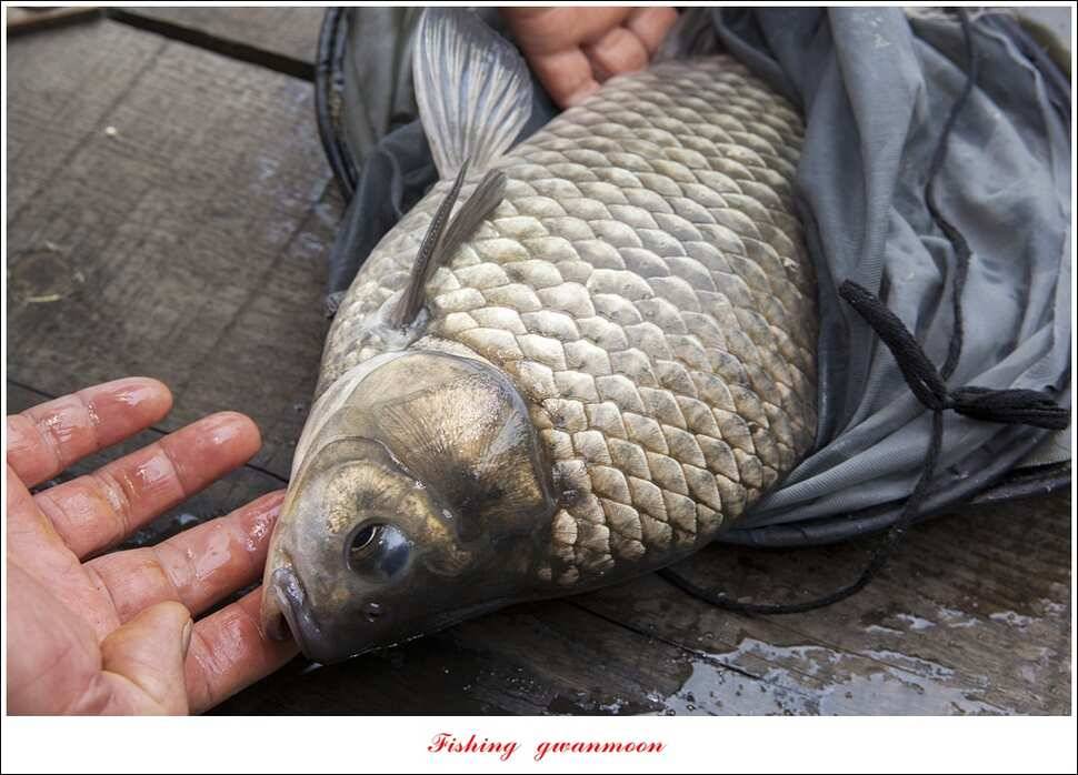 한버들 42 cm40 cm사짜 대물 (조황조행기 - 특파원조황)