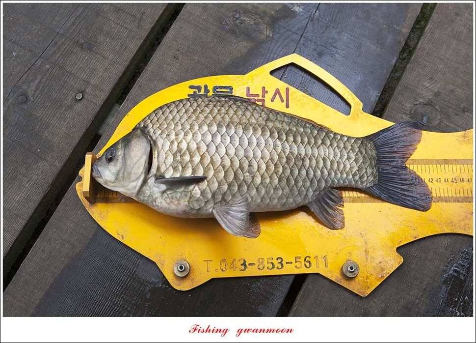 한버들 42 cm40 cm사짜 대물 (조황조행기 - 특파원조황)