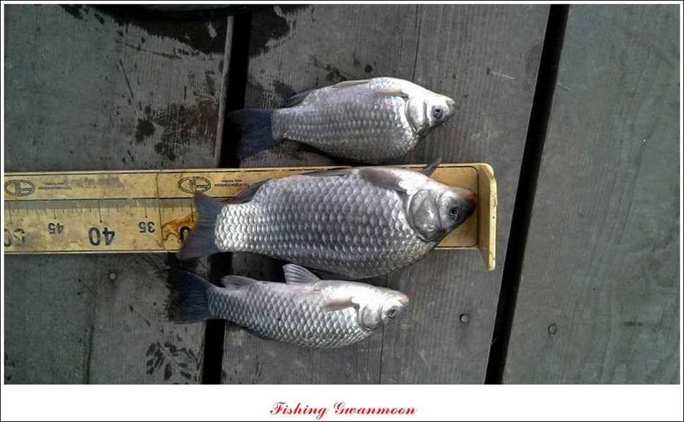 제일 36 cm 월척실리곡 마릿수 월척돌감한버들 월척 (조황조행기 - 특파원조황)