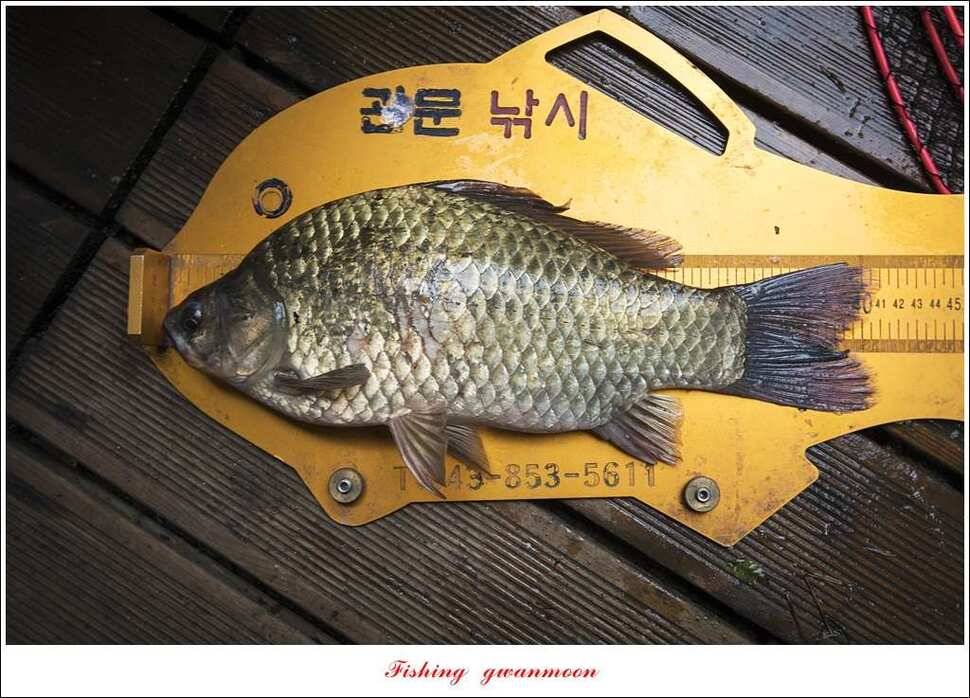 늘푸른 사짜화곡지실리곡소류지 사짜 조황 (조황조행기 - 특파원조황)