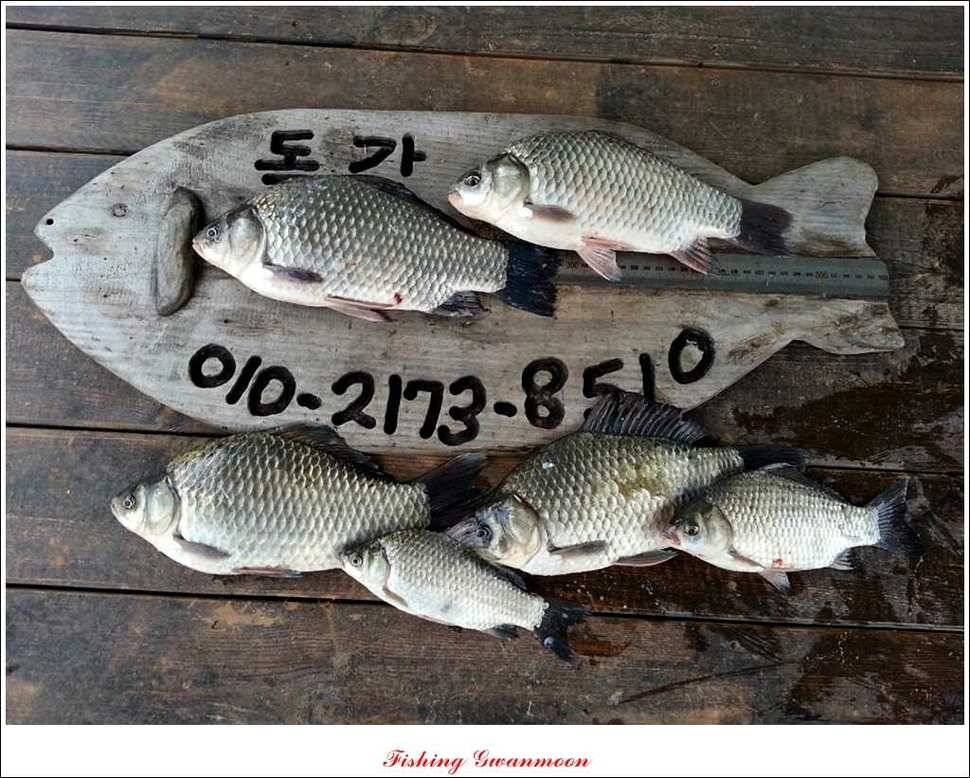 실리곡돌감병호 조황 (조황조행기 - 특파원조황)