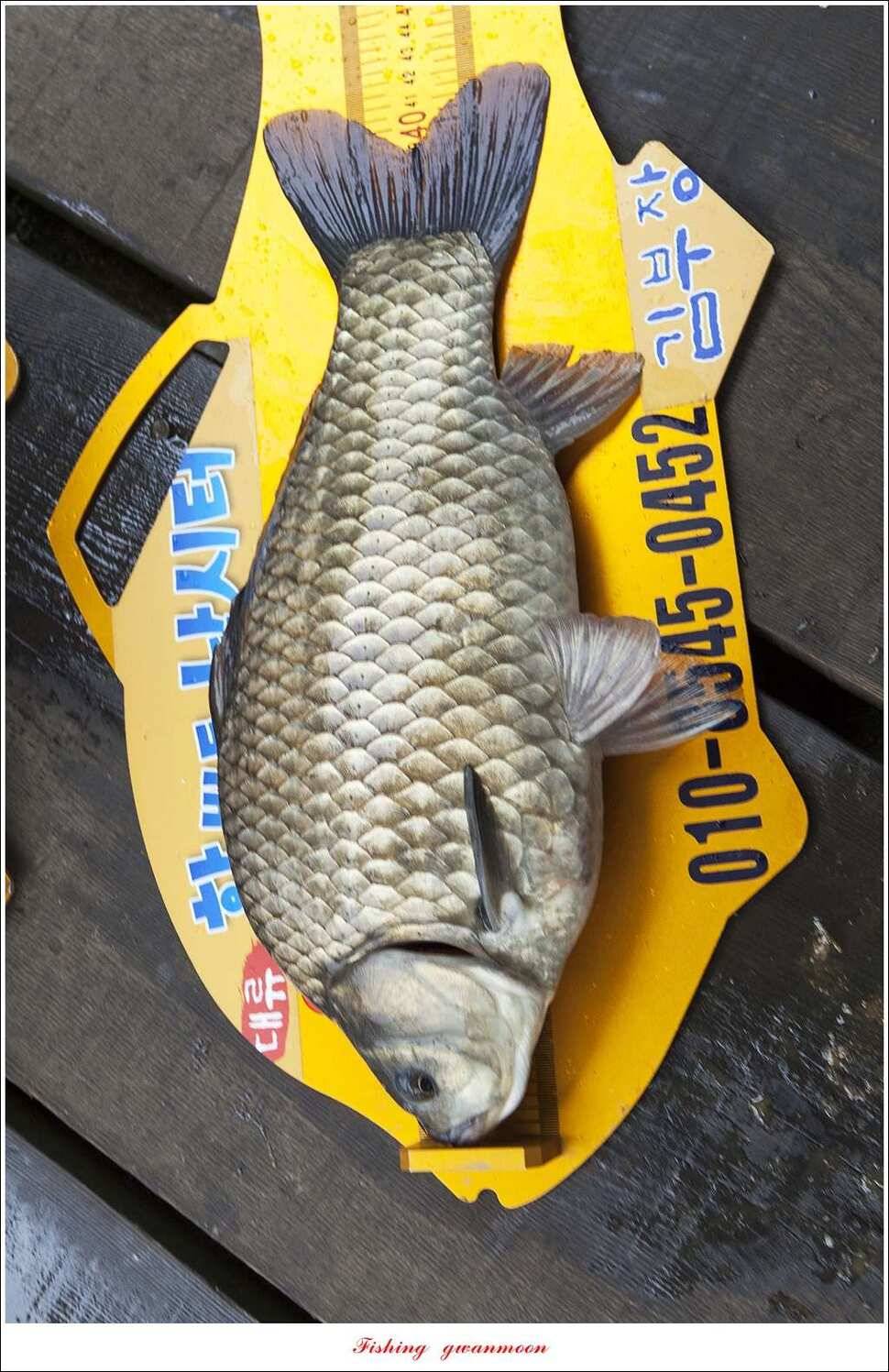 한버들 42 cm40 cm사짜 대물 (조황조행기 - 특파원조황)