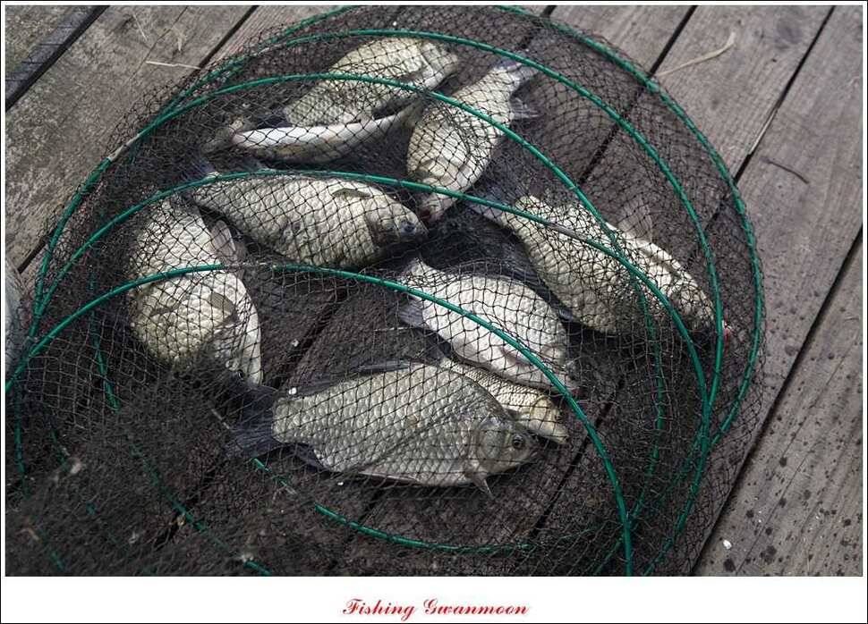실리곡한버들달천강 조황 (조황조행기 - 특파원조황)