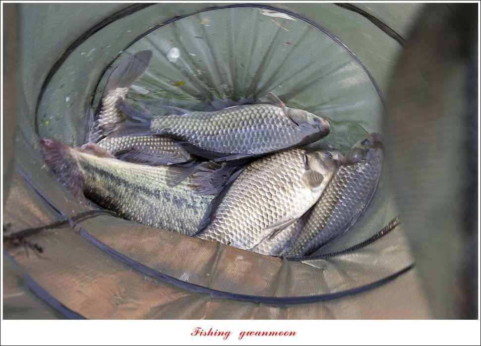 병호 사짜실리곡 사짜늘푸른 사짜 및 키로급 장어돌감 38 cm 및 마릿수 조황 (조황조행기 - 특파원조황)