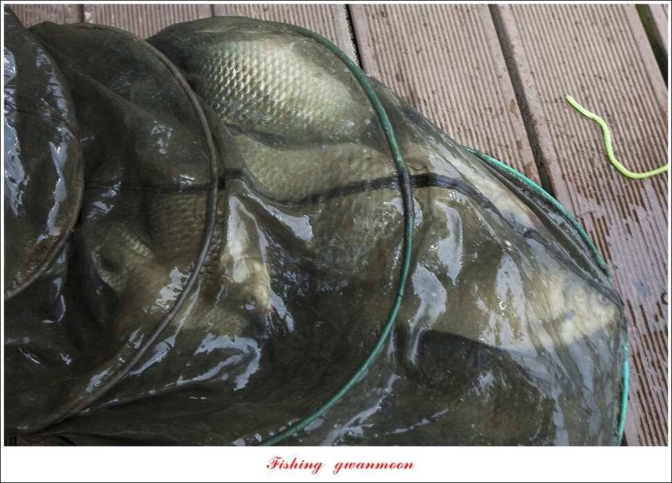 한버들 42 cm40 cm사짜 대물 (조황조행기 - 특파원조황)