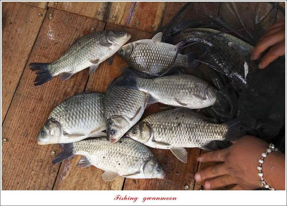 병호 사짜실리곡 사짜늘푸른 사짜 및 키로급 장어돌감 38 cm 및 마릿수 조황 (조황조행기 - 특파원조황)