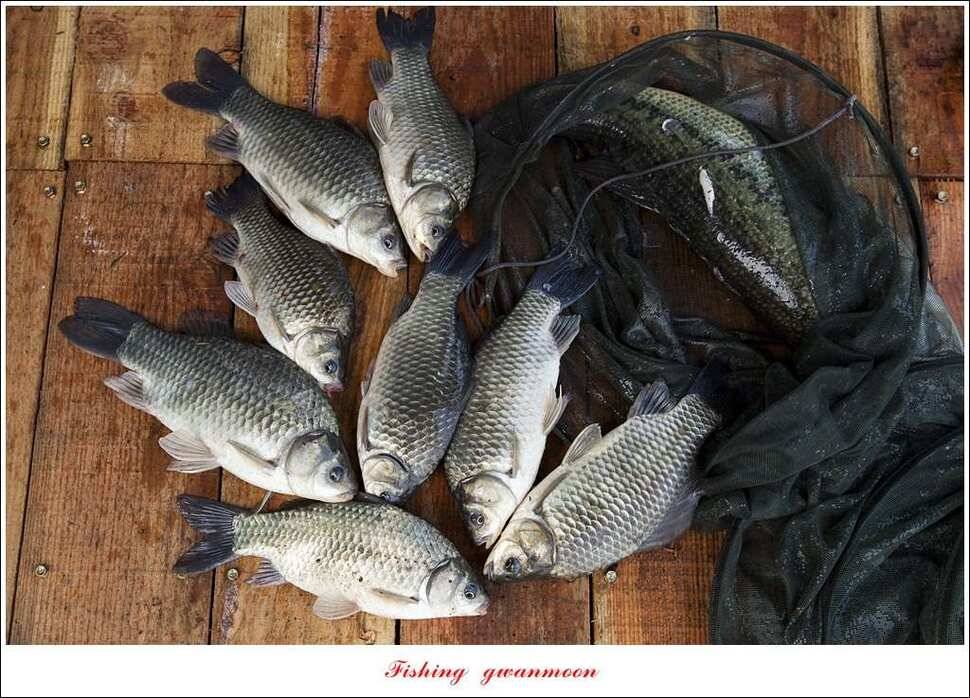 병호 사짜실리곡 사짜늘푸른 사짜 및 키로급 장어돌감 38 cm 및 마릿수 조황 (조황조행기 - 특파원조황)