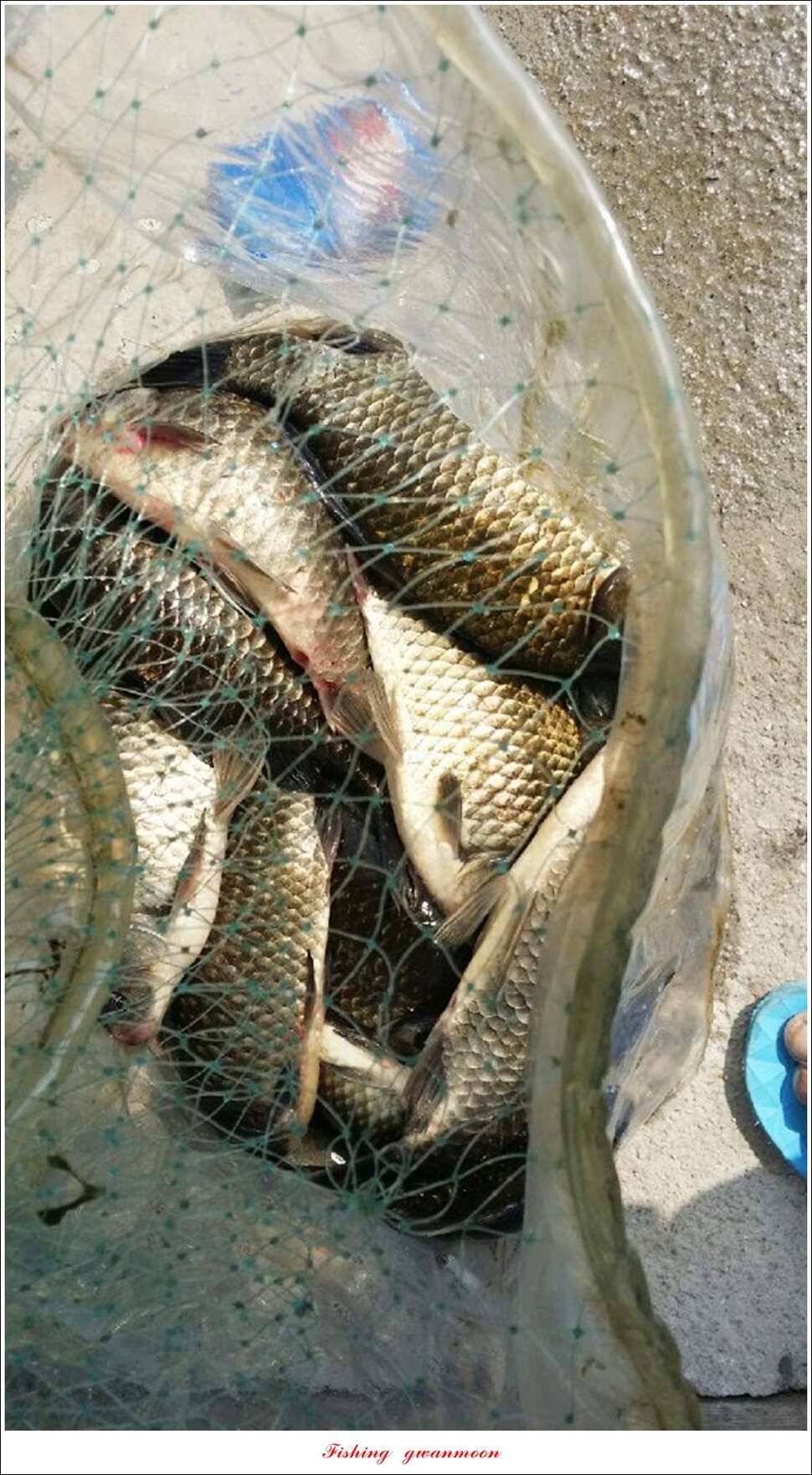 한버들 45 cm실리곡 마릿수 월척매전지화곡지괴강 월척 (조황조행기 - 특파원조황)