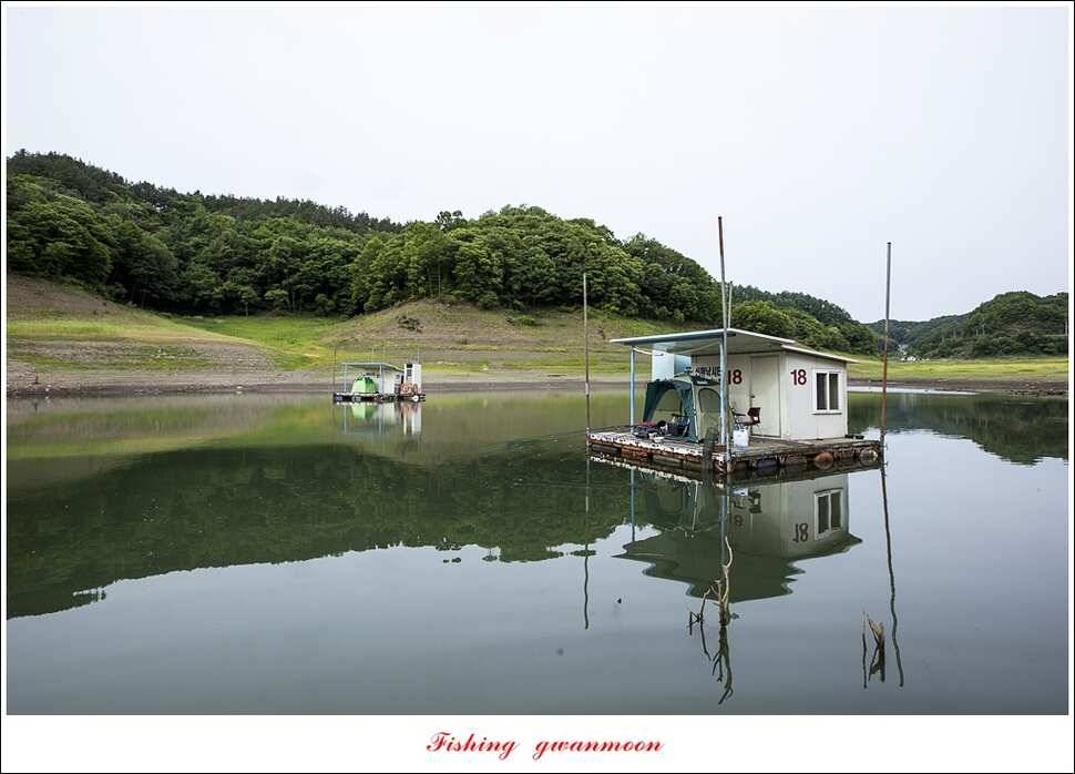 늘푸른 385 cm신매돌감한버들 조황 (조황조행기 - 특파원조황)