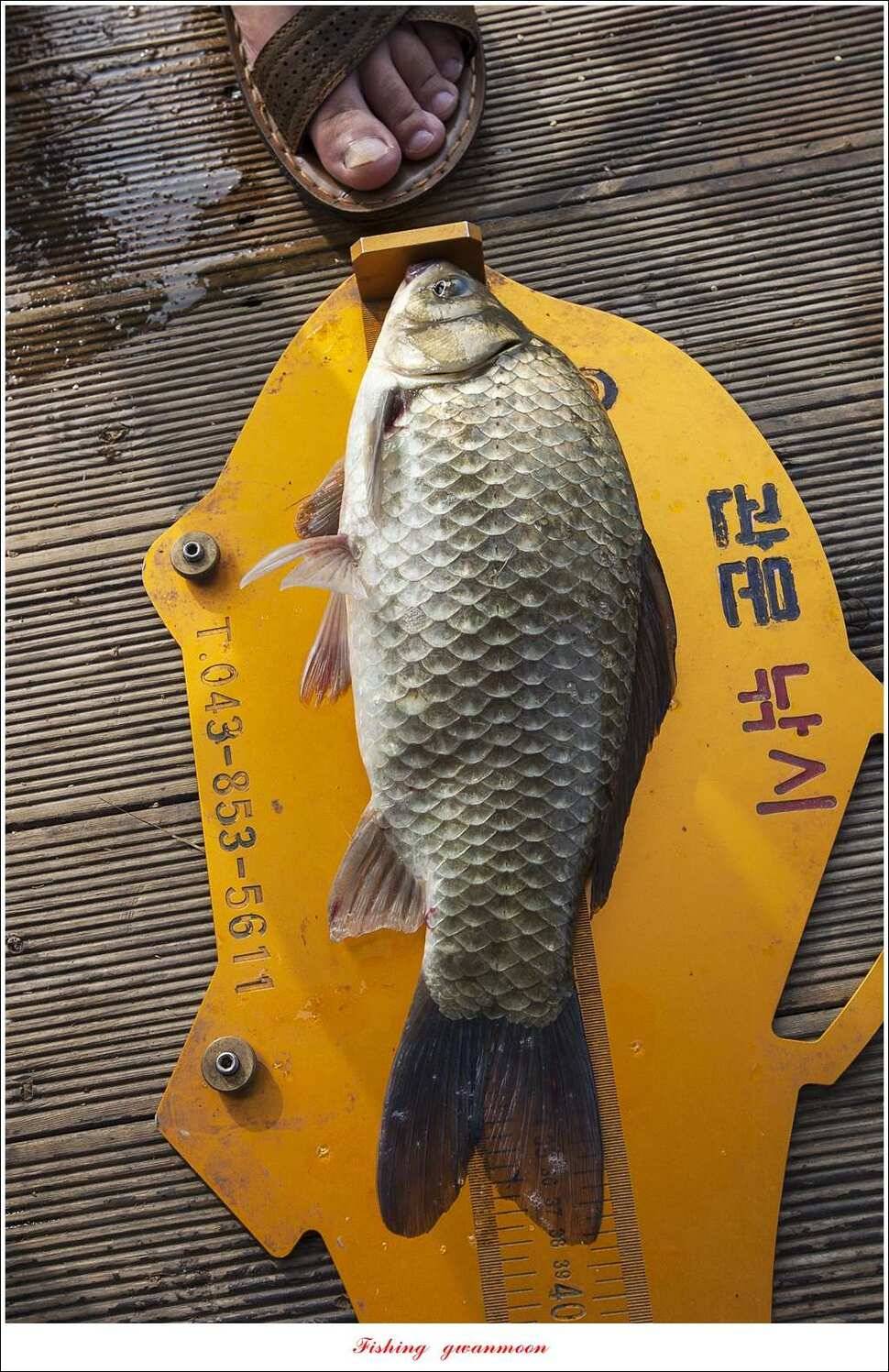 병호 사짜실리곡 사짜늘푸른 사짜 및 키로급 장어돌감 38 cm 및 마릿수 조황 (조황조행기 - 특파원조황)